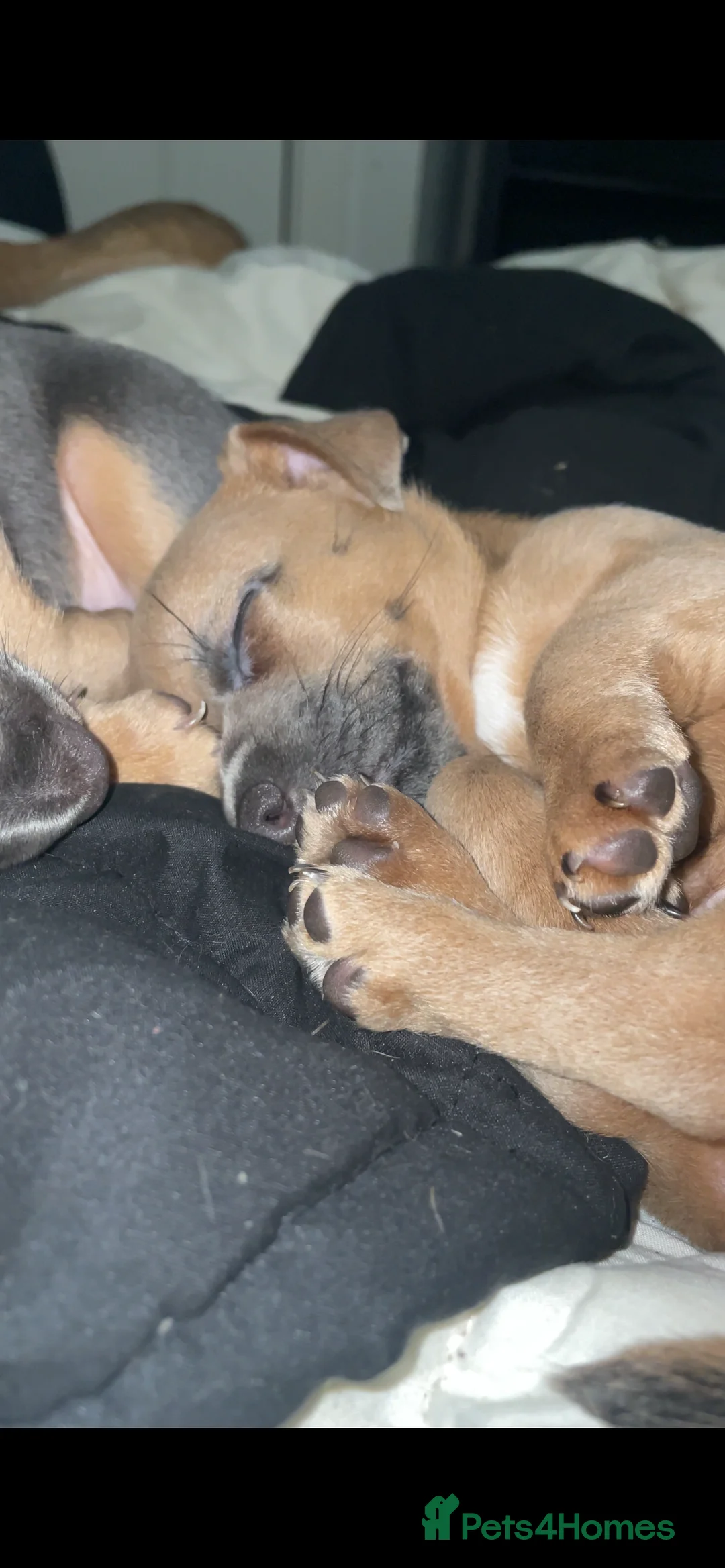 Jack Russell dogs for sale: Only 2 left 1 girl 1 boy Miniature Jack Russell  - Advert 6