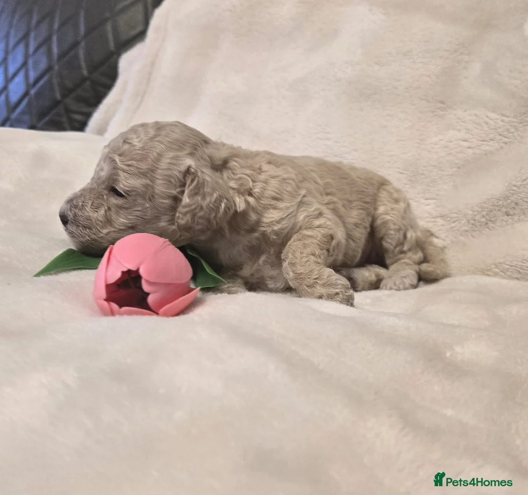 Miniature Poodle dogs for sale: KC Lineage   Mini Poodles | DNA Tested Parents - Advert 1