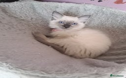 Ragdoll cats for sale: Gorgeous ,confident ragdolls stunning  - Image 7