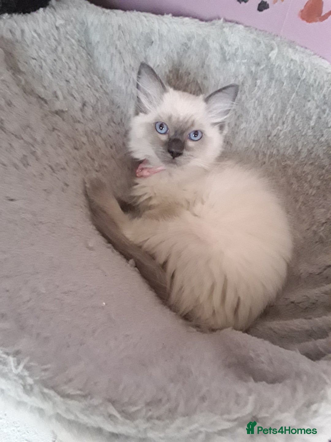 Ragdoll cats for sale: Gorgeous ,confident ragdolls stunning  - Image 7