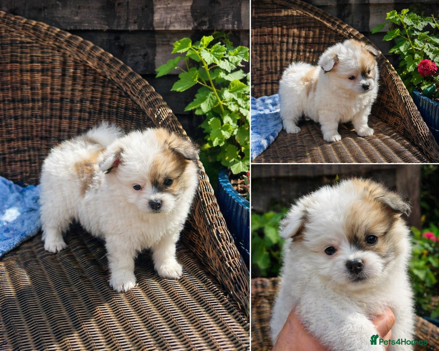 Maltipom dogs Maltipom - Advert 2