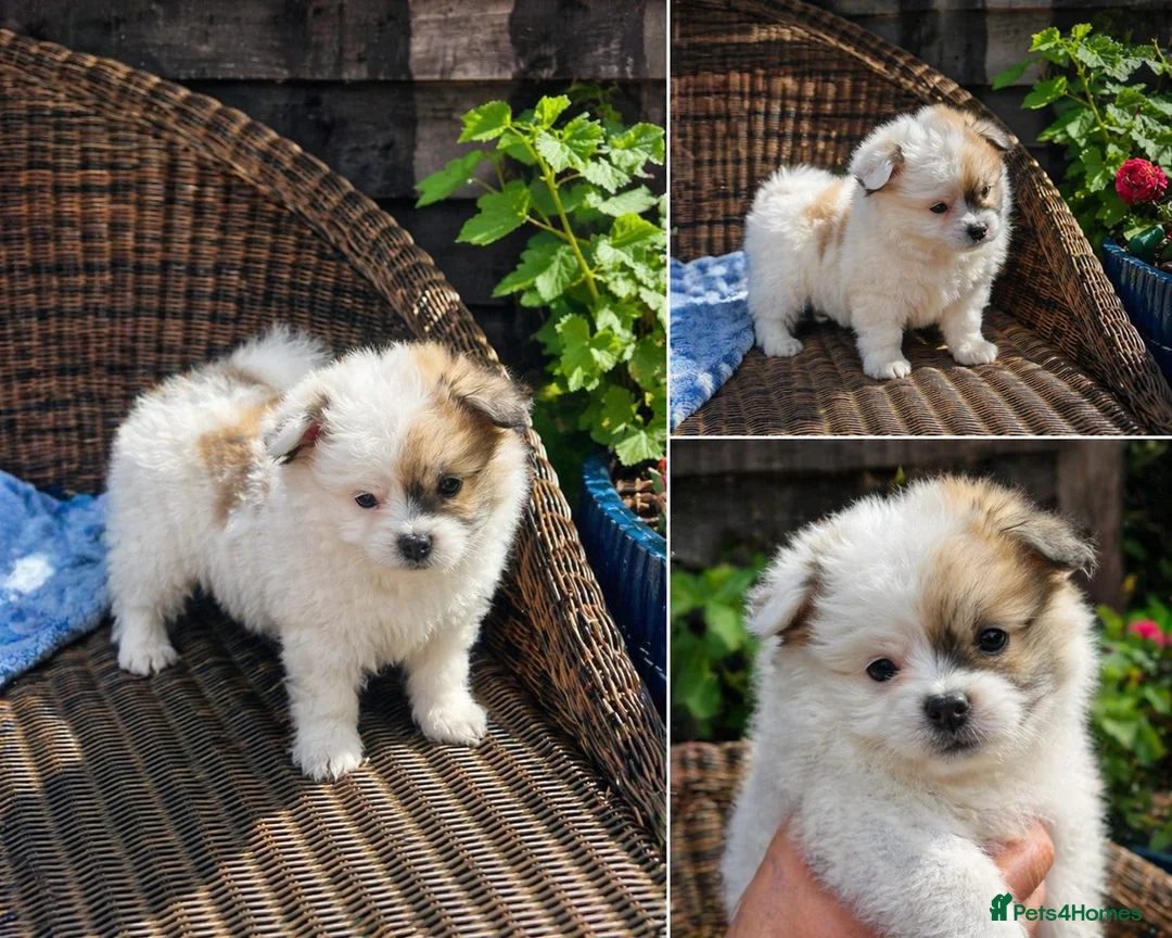 Maltipom dogs for sale: Maltipom in Cambridge - Advert 2