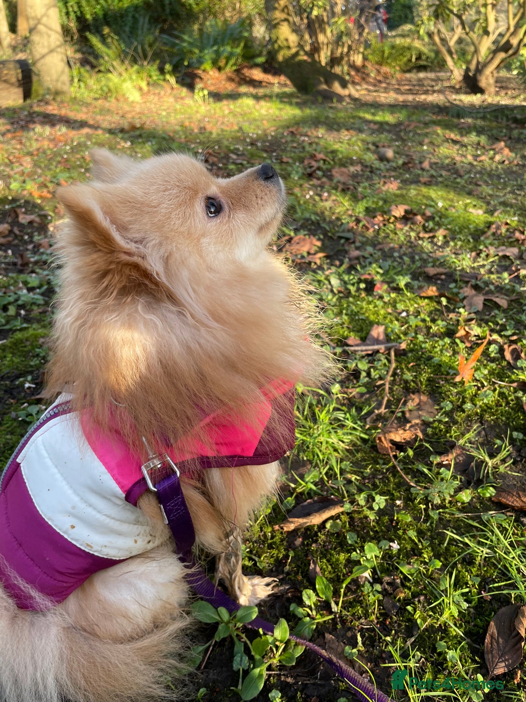 Pomeranian dogs for sale: 2 Pomeranian female puppies available  - Image 8