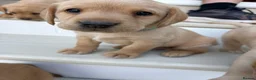Labrador Retriever dogs for sale: 8 Labrador puppy’s for sale  - Advert 33