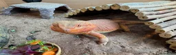 Bearded Dragon reptiles for sale: Bearded dragon, male, 3 years, vivarium and lights in London - Advert 3