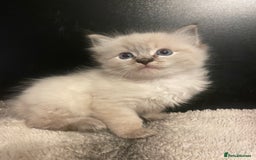 Ragdoll cats for sale: Lnyx male Ragdoll’s ready soon  - Advert 9