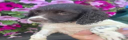 English Springer Spaniel dogs for sale: KC Registered Springer Spaniel Pups - Advert 5