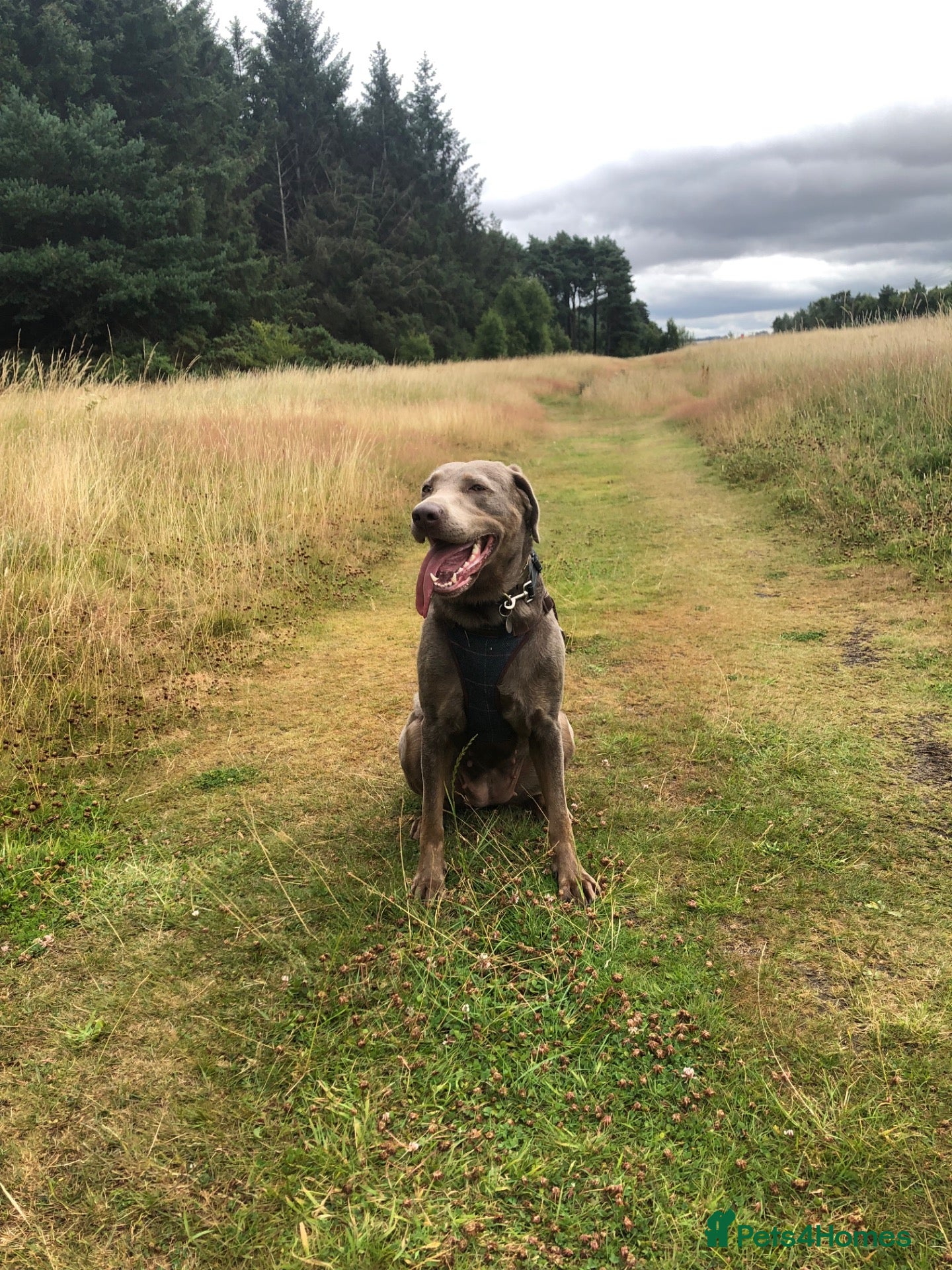 Labrador Retriever dogs STUD WANTED - Silver Labrador  - Advert 2