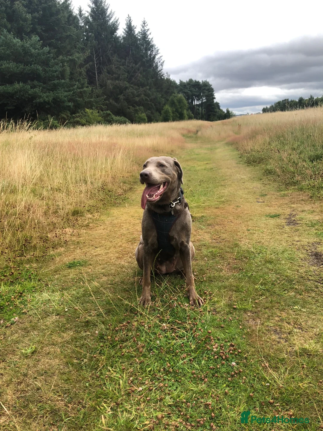 Labrador Retriever dogs for stud: STUD WANTED - Silver Labrador  in Cupar - Advert 1