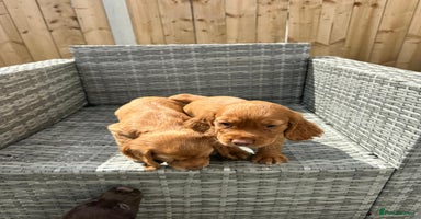 Cocker Spaniel dogs - Advert 7