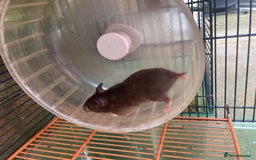 Hamster rodents for sale: Baby hamsters for sale  - Image 12