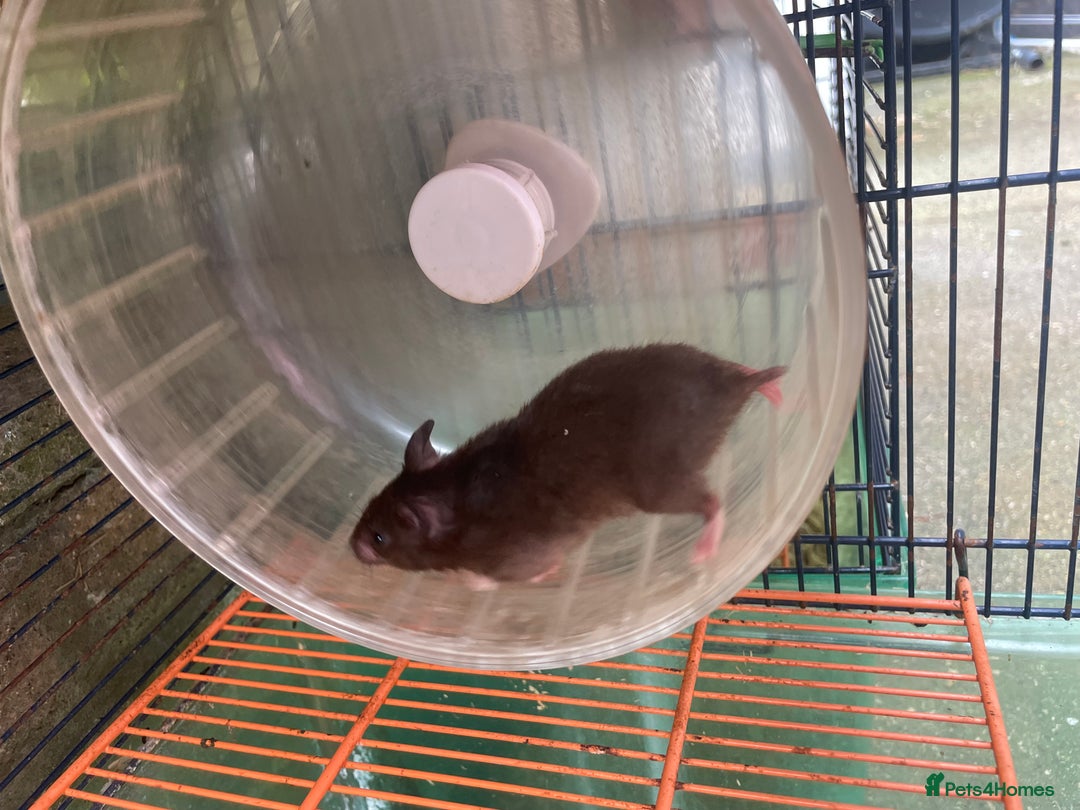 Hamster rodents for sale: Baby hamsters for sale  - Image 12