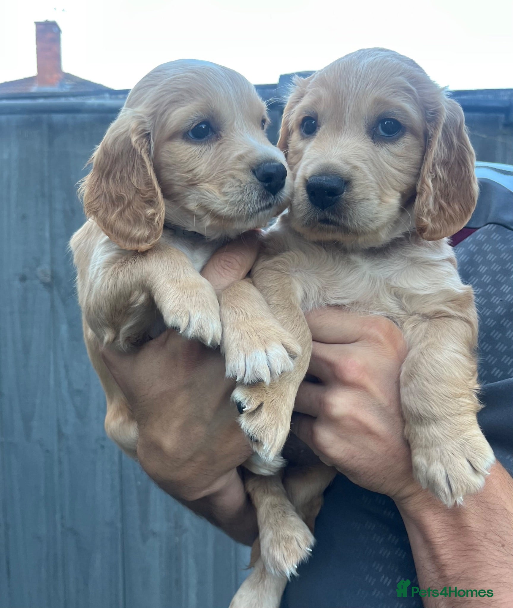 Cocker Spaniel dogs Working cocker spaniel puppies  - Advert 3
