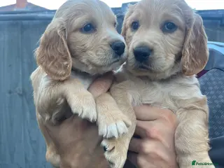 Cocker Spaniel dogs Working cocker spaniel puppies - Advert 3