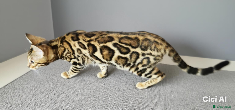 Bengal cats - Advert 1