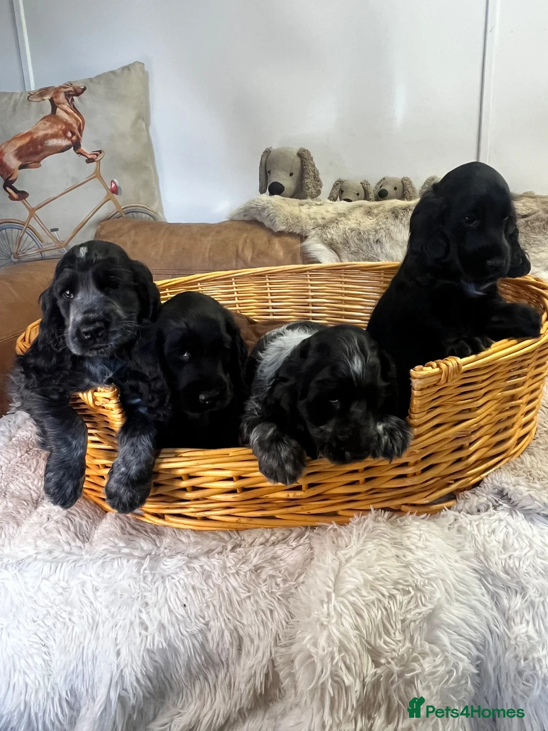 Cocker Spaniel dogs for sale: super Quality True To Type KC - Advert 1