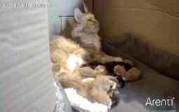 Mixed Breed cats for sale: We're just waiting for the perfect new home - Image 10