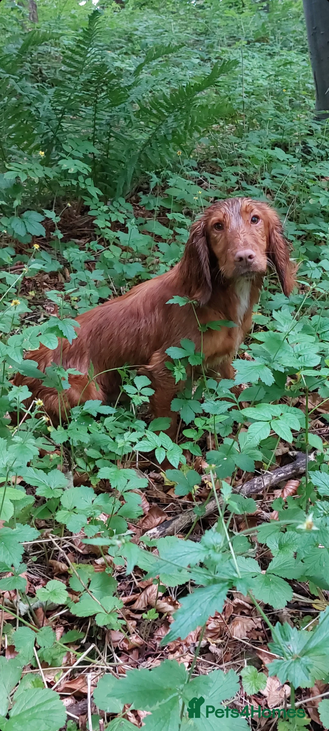 Cocker Spaniel dogs for stud: Kc reg Health tested working cocker spaniel stud in Durham - Advert 7