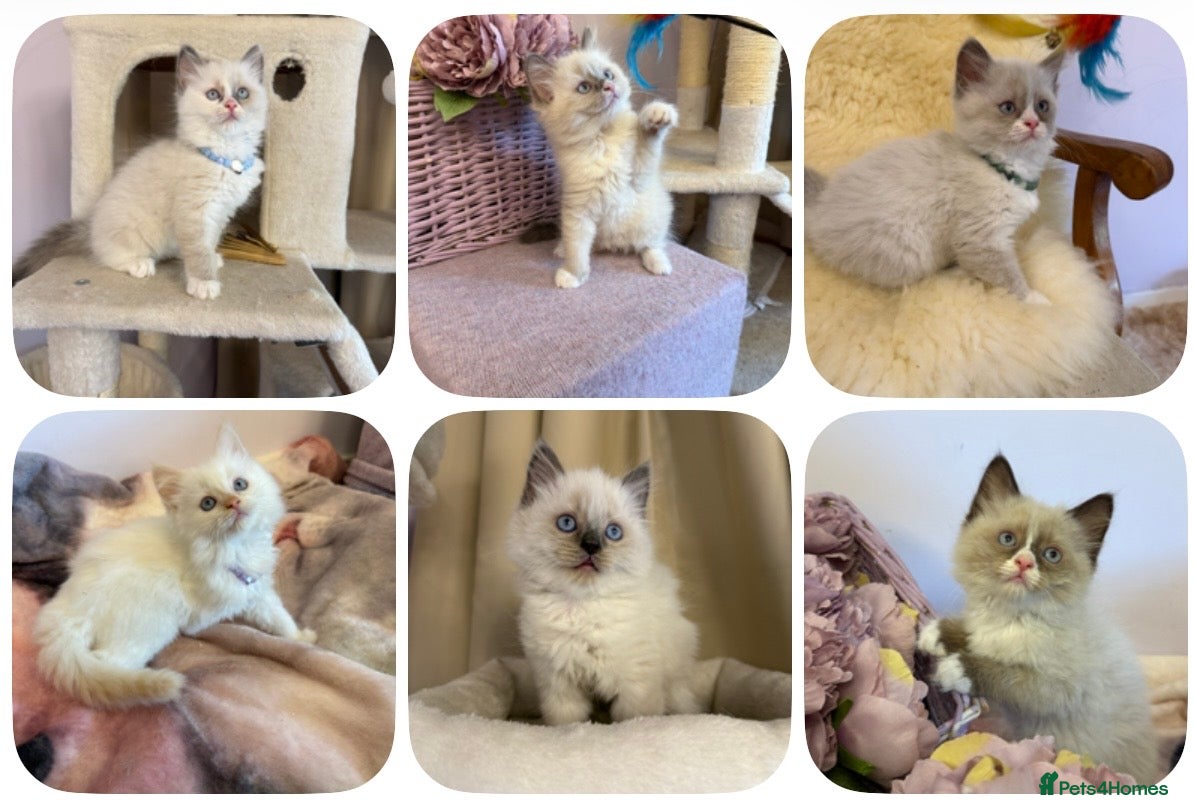 Ragdoll cats 💙 Stunning Purebred Ragdoll kittens  - Advert 1