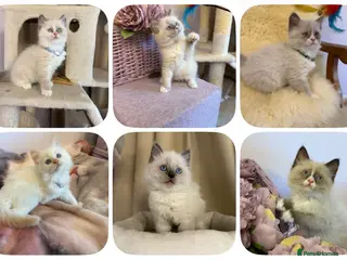 Ragdoll cats 💙 Stunning Purebred Ragdoll kittens - Advert 5