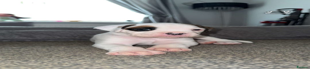 Boxer Puppy 2 - Pink Collar
