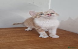 Mixed Breed cats for sale: Mixed Kitten  - Image 2