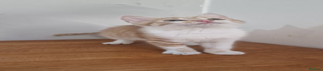 Mixed Breed Kitten 1