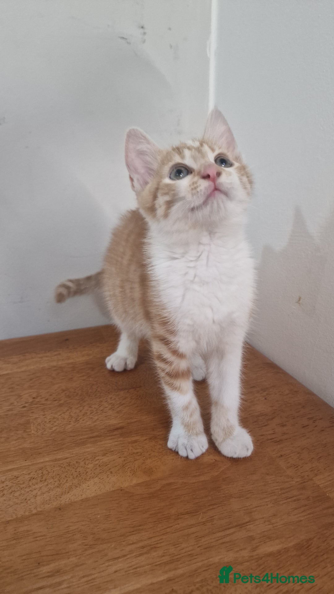 Mixed Breed cats for sale: Mixed Kitten  - Image 2