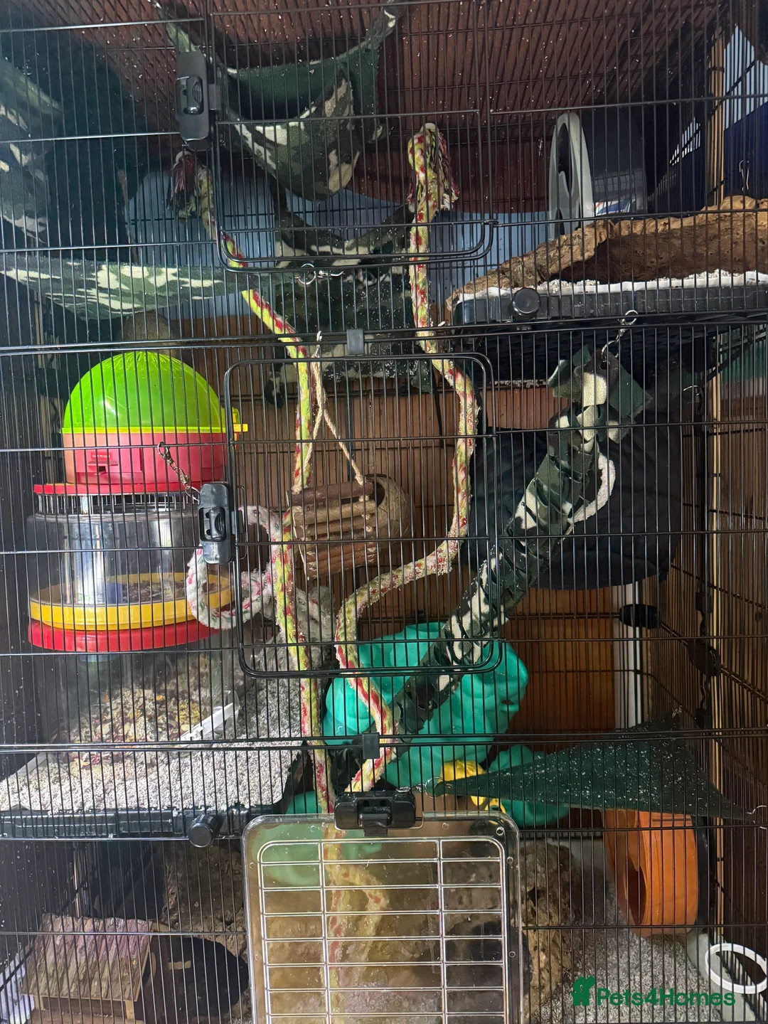 Sugar Glider rodents for sale: 3 female sugar gliders and set up - Advert 22