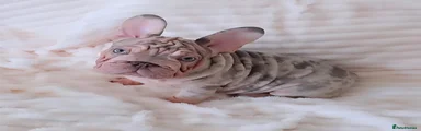 French Bulldog 5