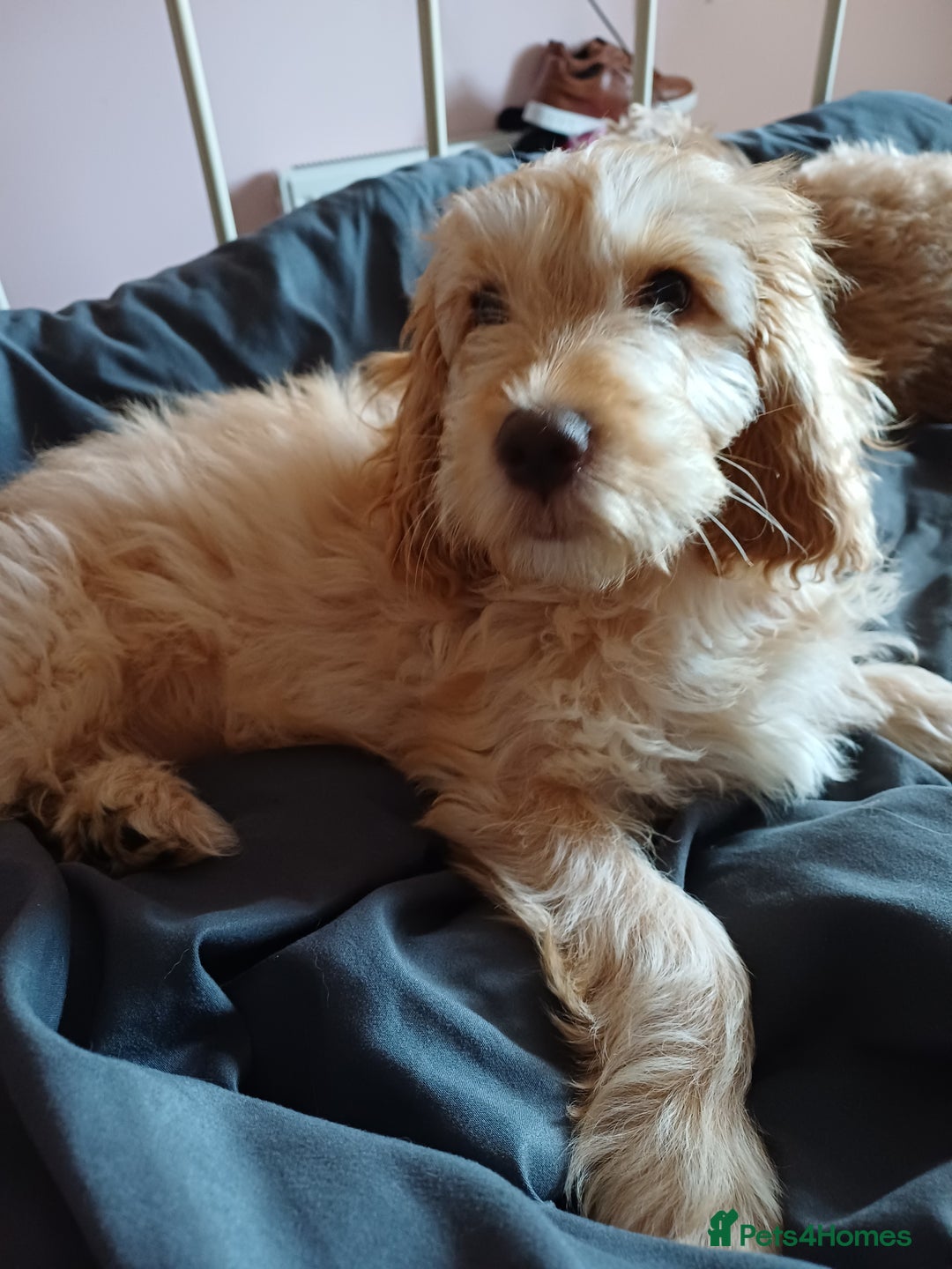 Cockapoo dogs for sale: Beautiful female 11 weeks.  - Image 1