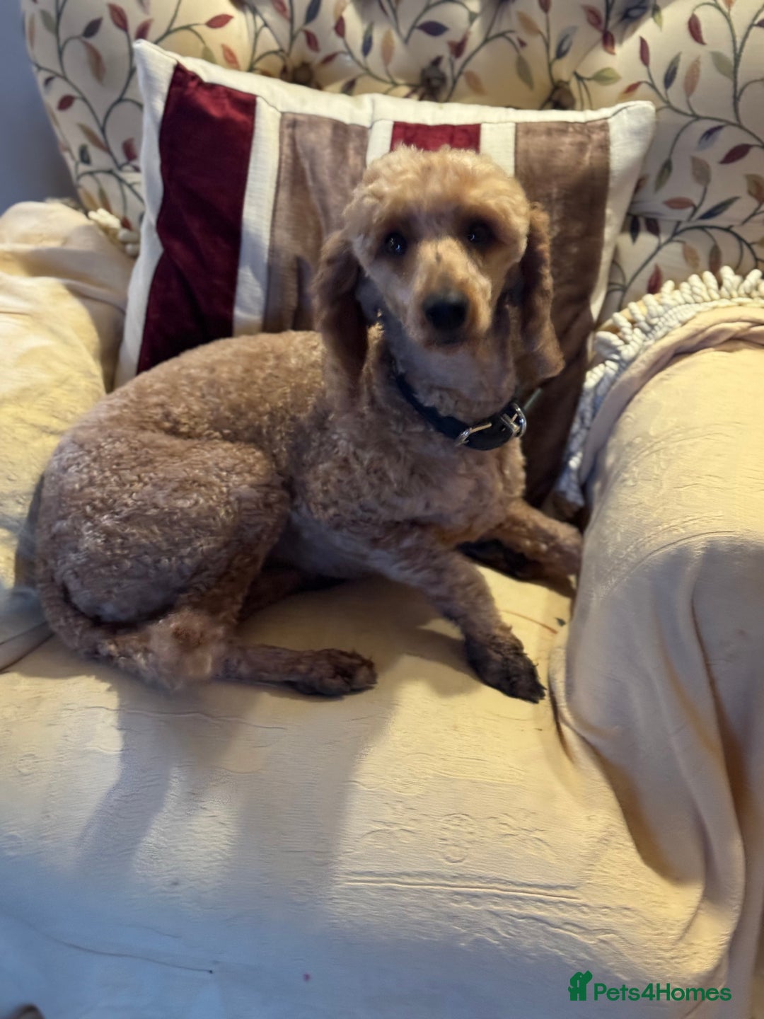 Cavapoo dogs for sale: Health-checked calm loving pups - Image 23