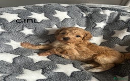 Cockapoo dogs for sale: Beautiful litter of tiny chunky Cockapoo puppies  - Image 20