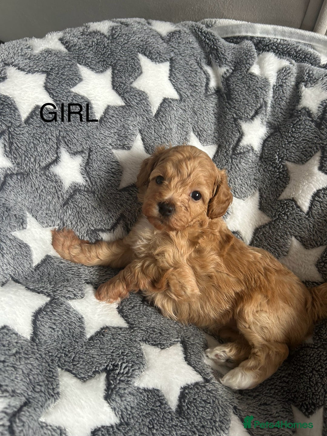 Cockapoo dogs for sale: Beautiful litter of tiny chunky Cockapoo puppies  - Image 20