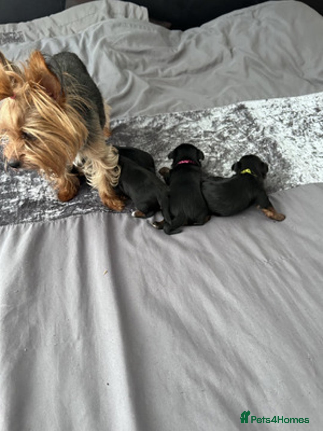 Yorkshire Terrier dogs for sale: Excellent Yorkshire Terrier Puppies For Sale. - Image 6