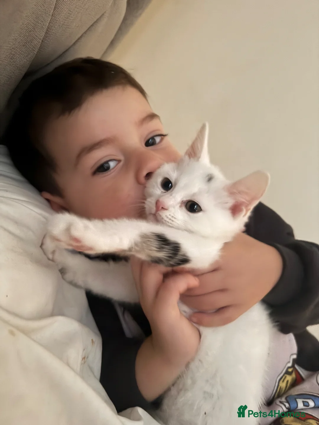 Mixed Breed cats for sale: Two Female Bonded 10 Month Old Kittens  - Advert 8