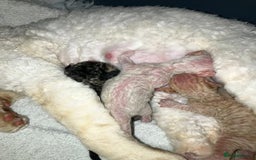 Devon Rex cats for sale: GCCF Devon Rex kittens - Image 13