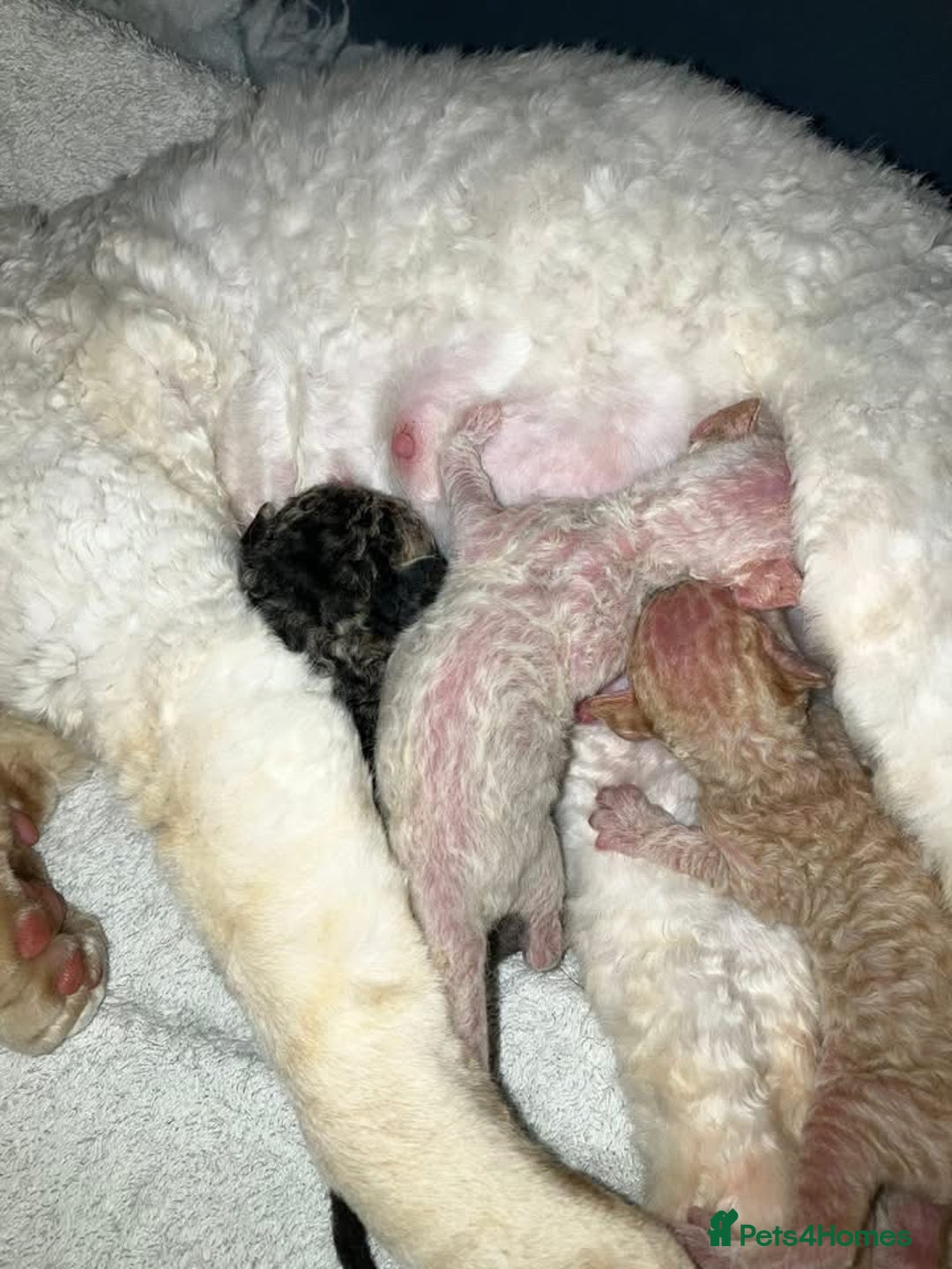 Devon Rex cats for sale: GCCF Devon Rex kittens - Image 13