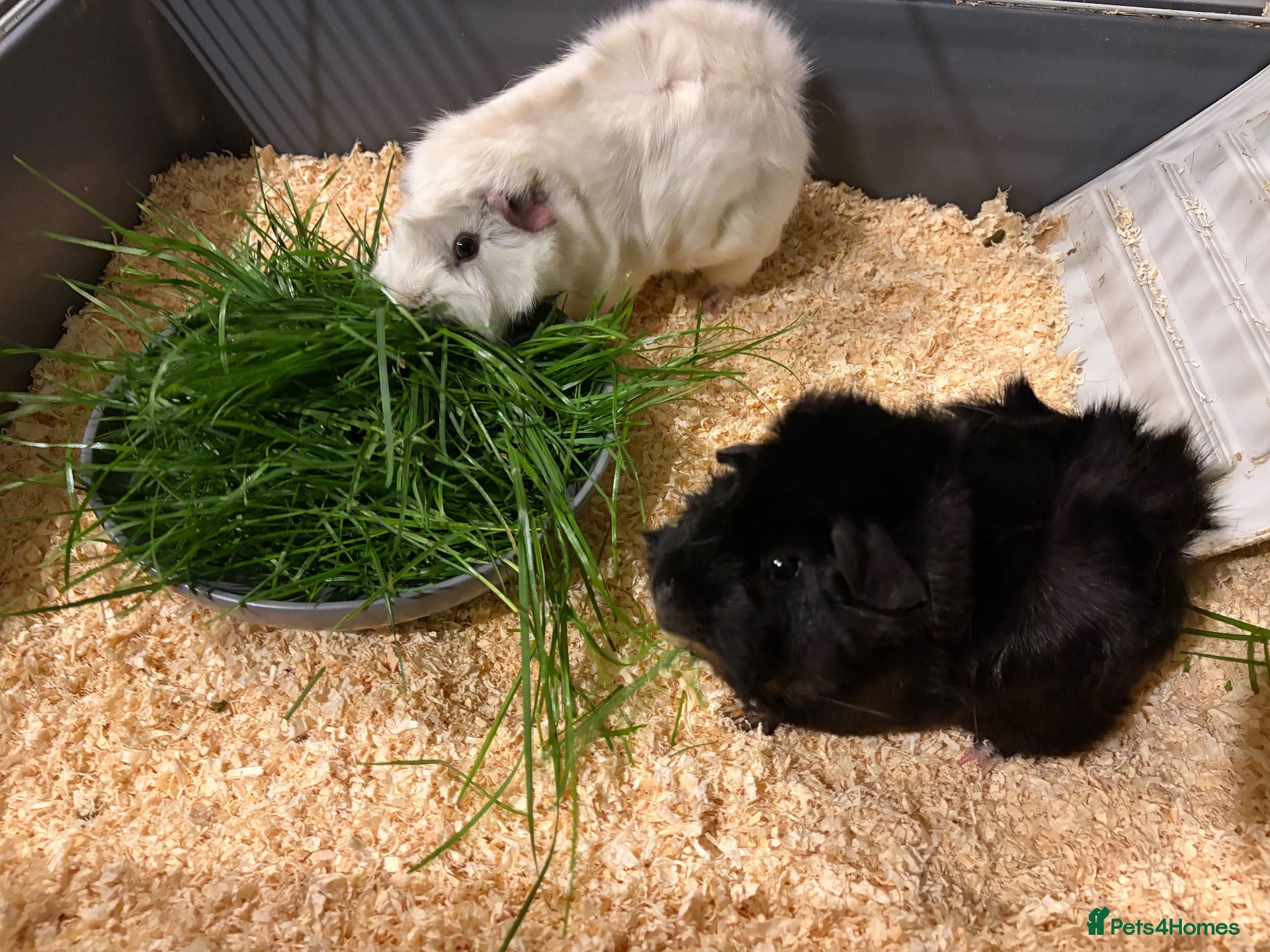 Guinea Pig rodents white and black guinea pig for sale  - Advert 6