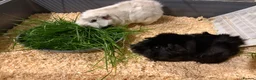 Guinea Pig rodents for sale: white and black guinea pig for sale  - Advert 1