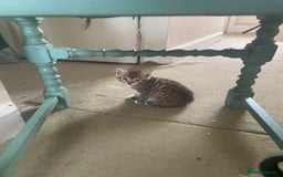 Bengal cats for sale: 3 BengalX kittens  - Image 7