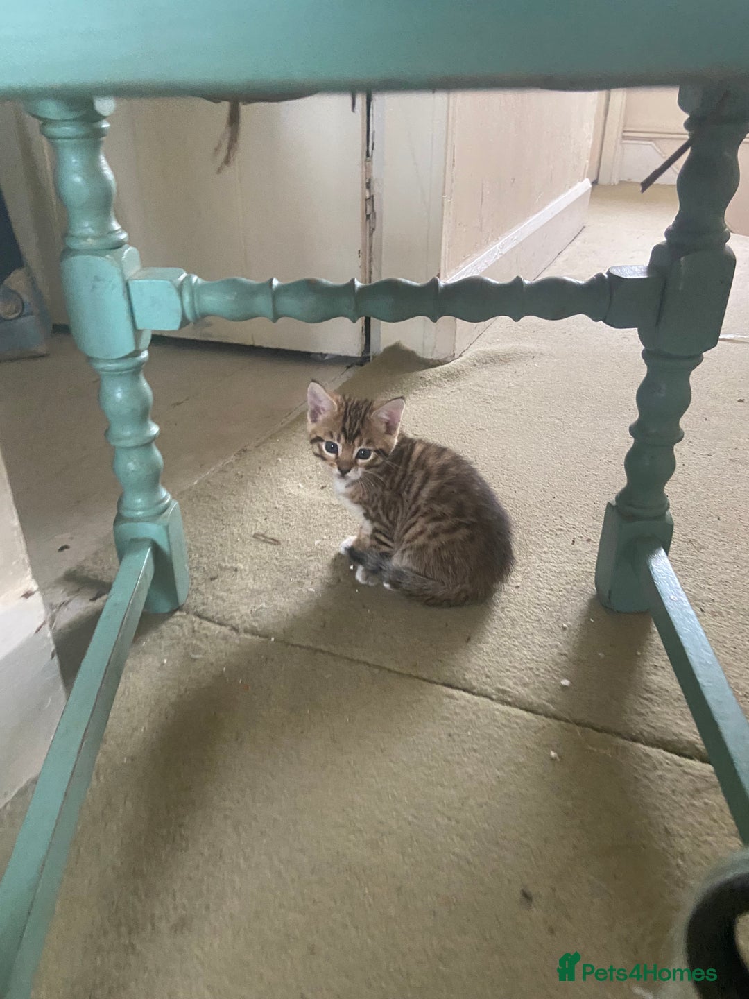 Bengal cats for sale: 3 BengalX kittens  - Image 7