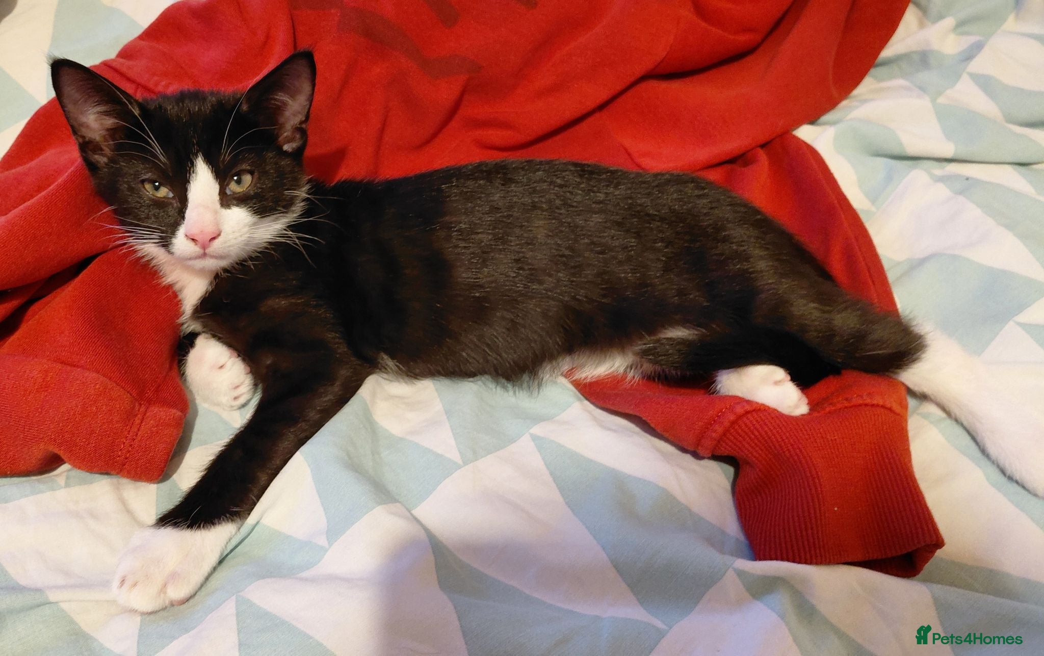 Mixed Breed cats Mix breed kittens. Mum is snow bengal  - Advert 2