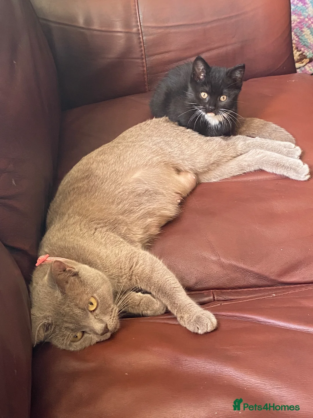 Mixed Breed cats for sale: Stunning BSH cross kitten ready now  - Advert 2