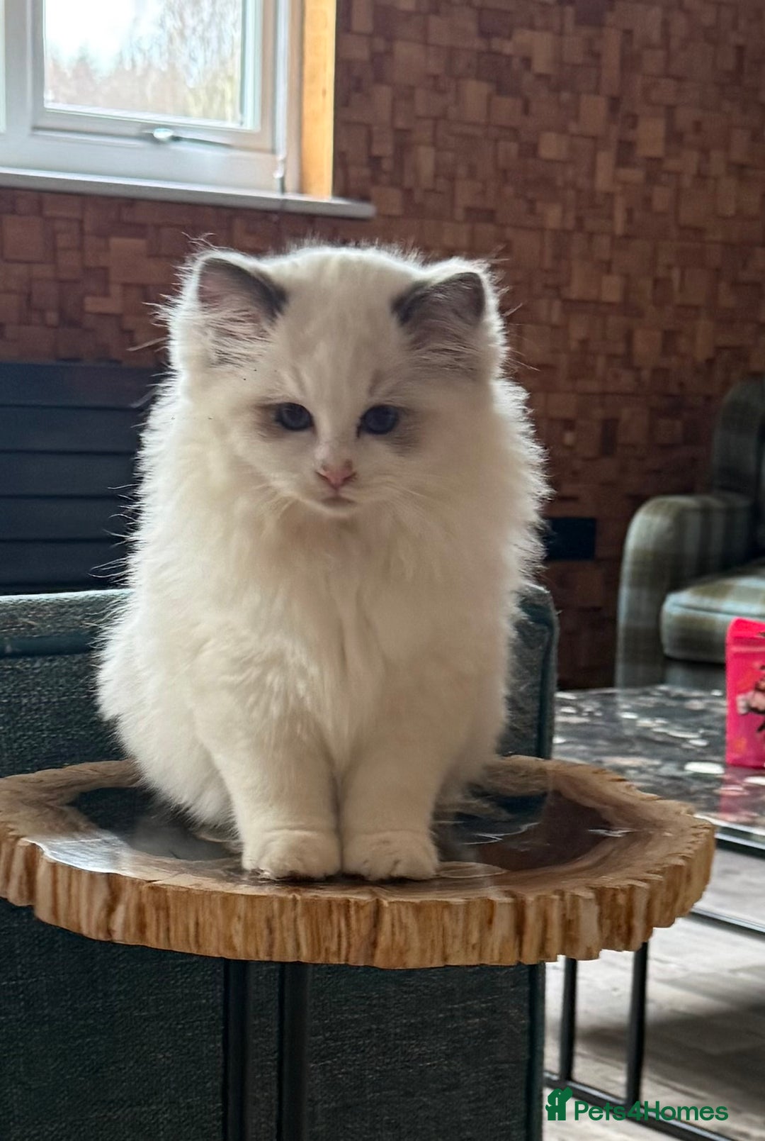 Ragdoll cats for sale: Stunning GCCF/TICA Purebred Reg Ragdoll Kittens - Advert 6