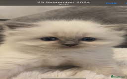 Ragdoll cats for sale: Beautiful doll face Ragdoll kittens  - Image 5