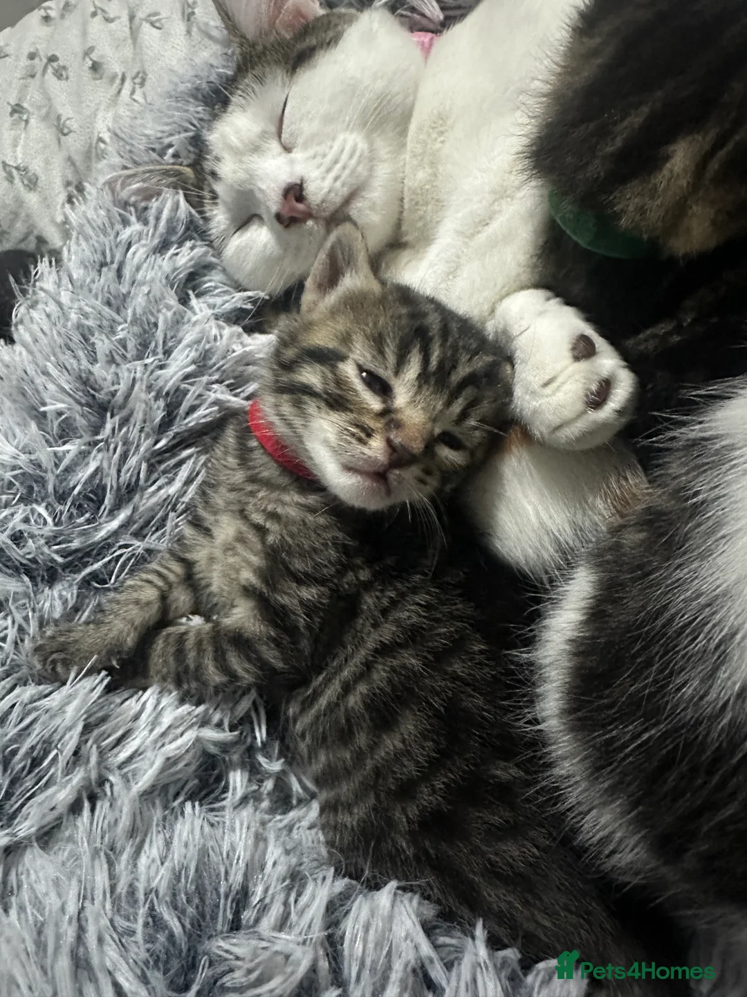 Mixed Breed cats for sale: Mixed male tabby boys  - Advert 11