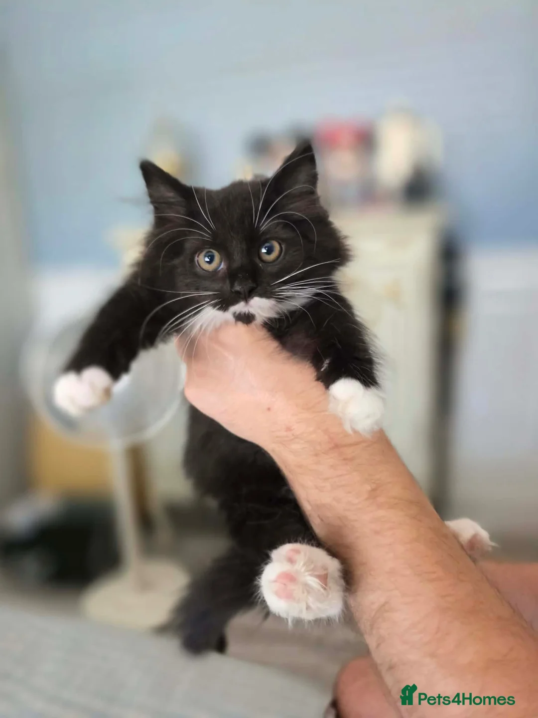 Mixed Breed cats for sale: 8 fluffy kittens ready for their new homes  - Advert 1
