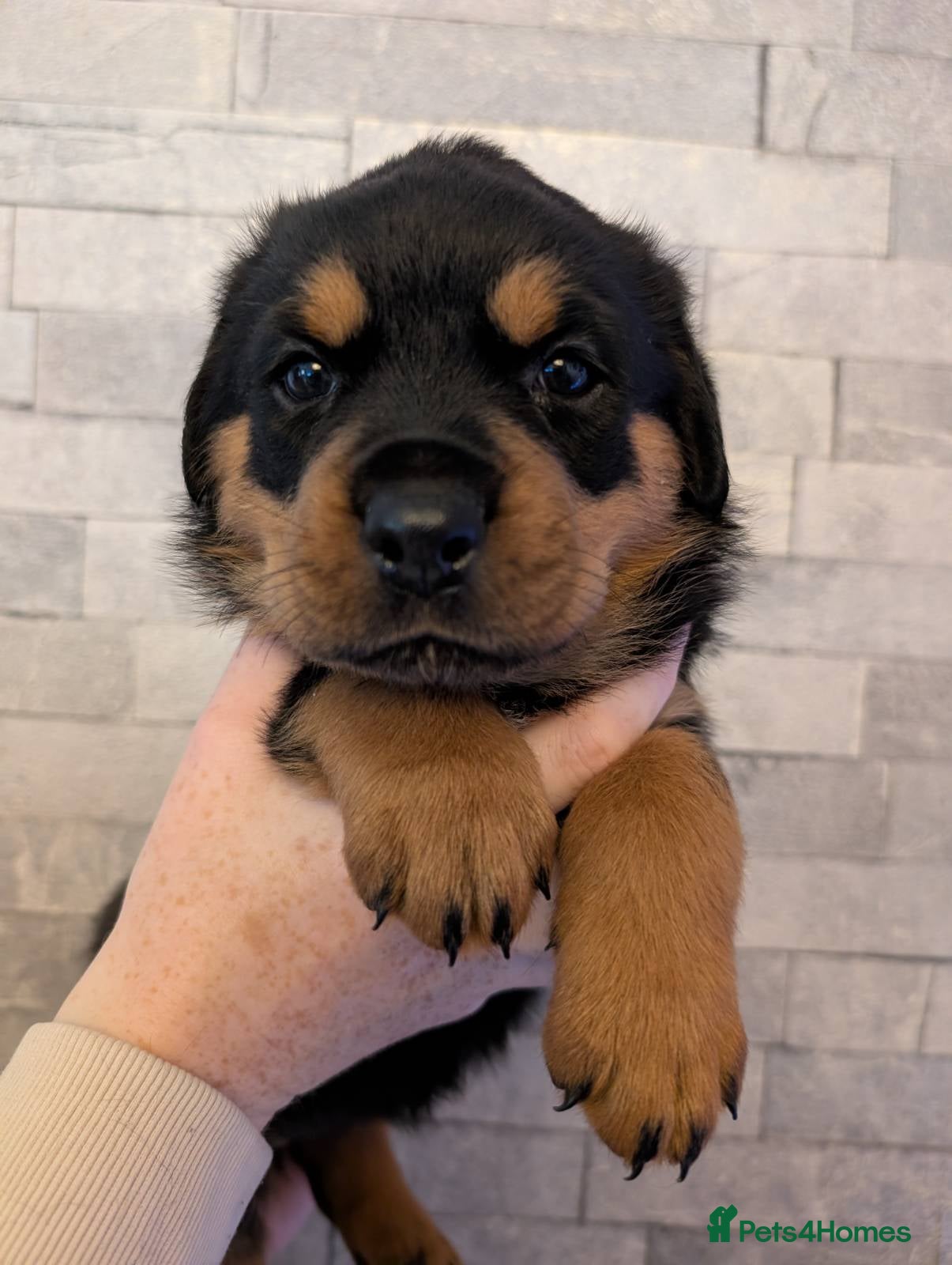 Rottweiler dogs Exceptional huge Rottweiler pups - Advert 2