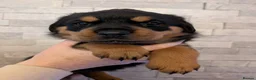Rottweiler dogs for sale: Exceptional huge Rottweiler pups from amazing line - Advert 23